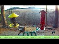 Bird Feeder 🐦LIVE Cam in Massachusetts Wetlands