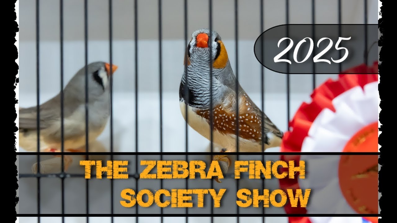 THE ZEBRA FINCH & NBFA SOCIETY SHOW 2025