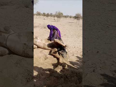 فتاة شجاعة تنقذ جملا في الصحراء