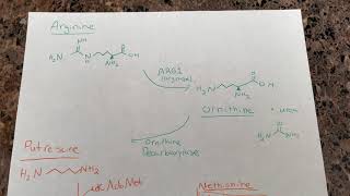 Polyamine Metabolic Pathway