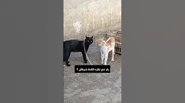حقيقه القط الأسود هو شيطان فعلا القططيه السوداء القطط الجن عفاريت غموض اشباح 