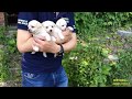 Rescue Puppies Who Lost Their Mom in an Abandoned Factory - Dog Rescue Action