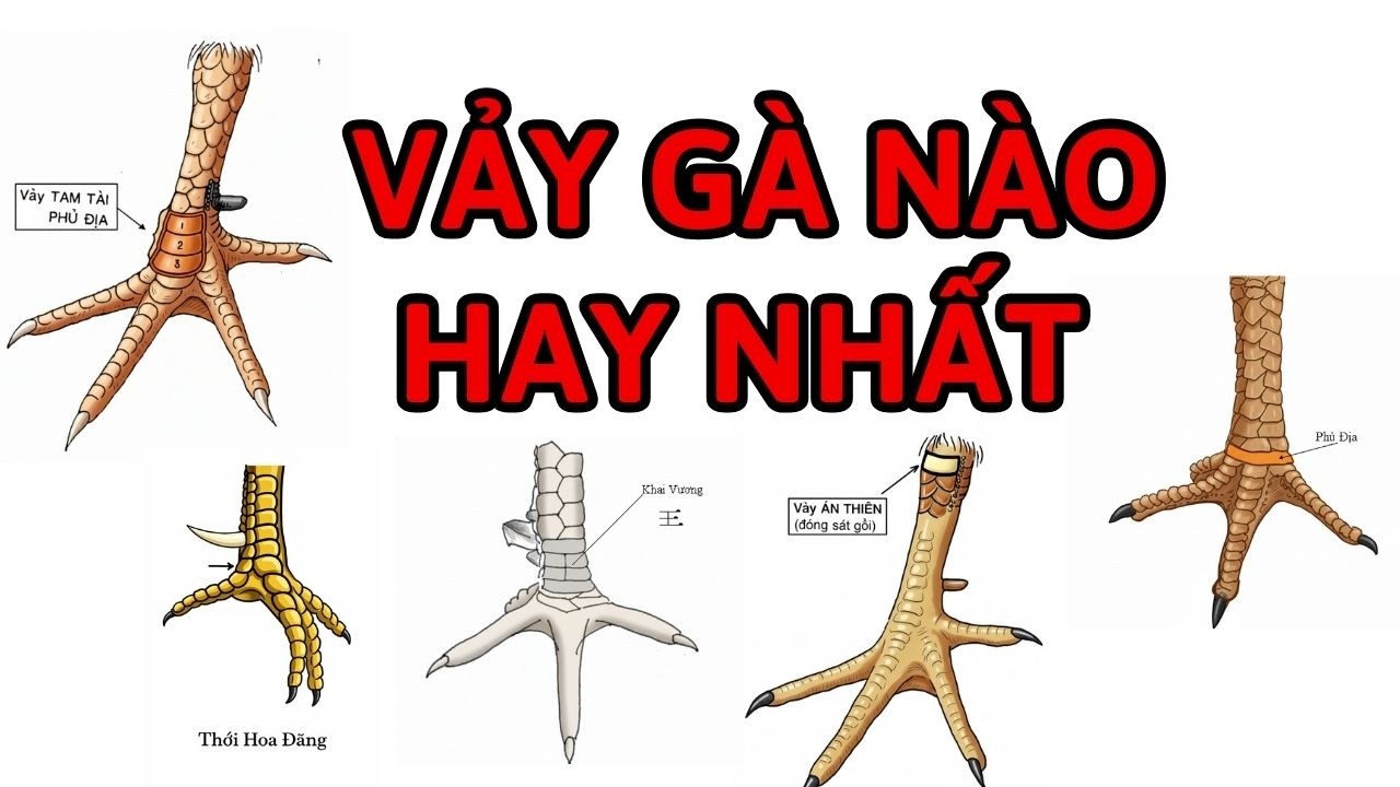 Top 7 Loại Vảy Gà Tốt Hay Nhất - Cách Xem Vảy Gà Chuẩn | Kê Kê VLOG