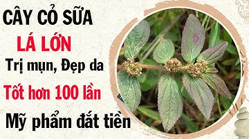 Cỏ sữa lá lớn: Làm đẹp da gấp hàng vạn lần mỹ phẩm hiện đại rẻ như cho