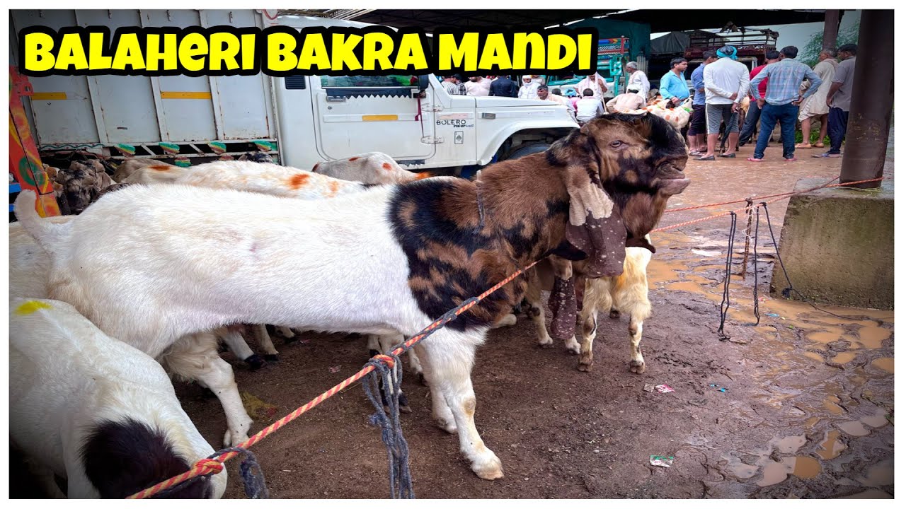 राजस्थान की सबसे बड़ी बकरा मंडी || balaheri Bakra Mandi Rajasthan Mahua Rd