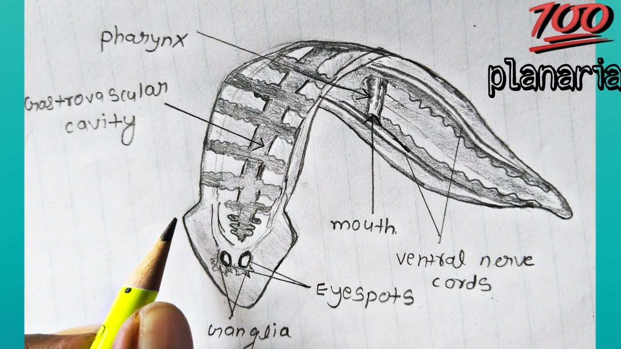 platyhelminthes reprodukció