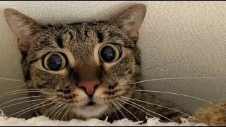 Funny animals  Funny cats / dogs  Funny animal videos 261