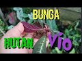 Berburu bunga hutan d bukit barisan