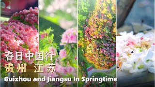 Rhododendrons in full bloom: Off to Jiangsu or Guizhou