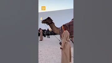 حديث السوشال ناقة تبهر الجميع برقصها على الإيقاعات الموسيقية خلال مهرجان ع ماني 