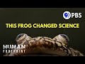 How This Frog Changed Science 🐸