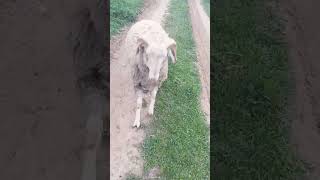 Koçun Az Kalsın Azizligine Ugruyordumm😂😂😂