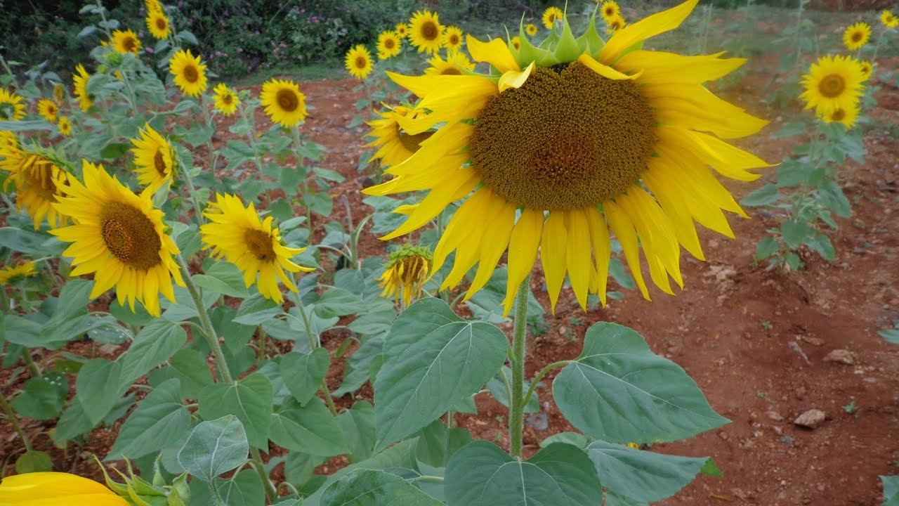 A trip to Mysore....part 1