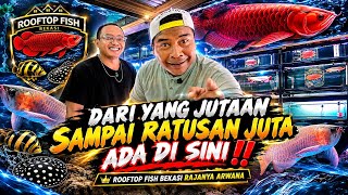 SUPER GRADE AROWANA‼️ ONLY ON A ROOFTOP BUT THE COLLECTION IS AMAZING