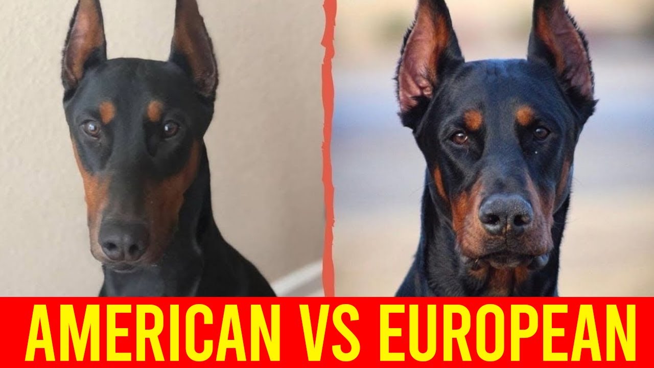 American Dobermann VS European Dobermann 5 Shocking Differences You Didn't Know