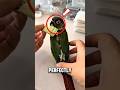 This Parrot Wears a Flying Diaper 😳 😅 #shortsfeed #animals #shorts #birds #parrot #pets #petlover