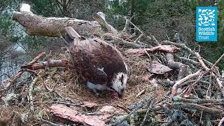 Female Osprey NC0 Laying First Egg of the Season - Loch of the Lowes Webcam (2024) by Scottish Wildlife Trust 9,667 views 1 month ago 53 seconds