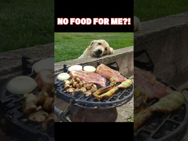Leave this to me 😅🐕😂 #dog #funny #7x7