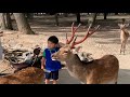 Nara park / Todai-ji Temple / Deer as messenger of GOD / insta360 奈良公園・東大寺 insta 360