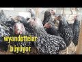 Wyandottelar hızla büyüyor- dev silver wyandotte-