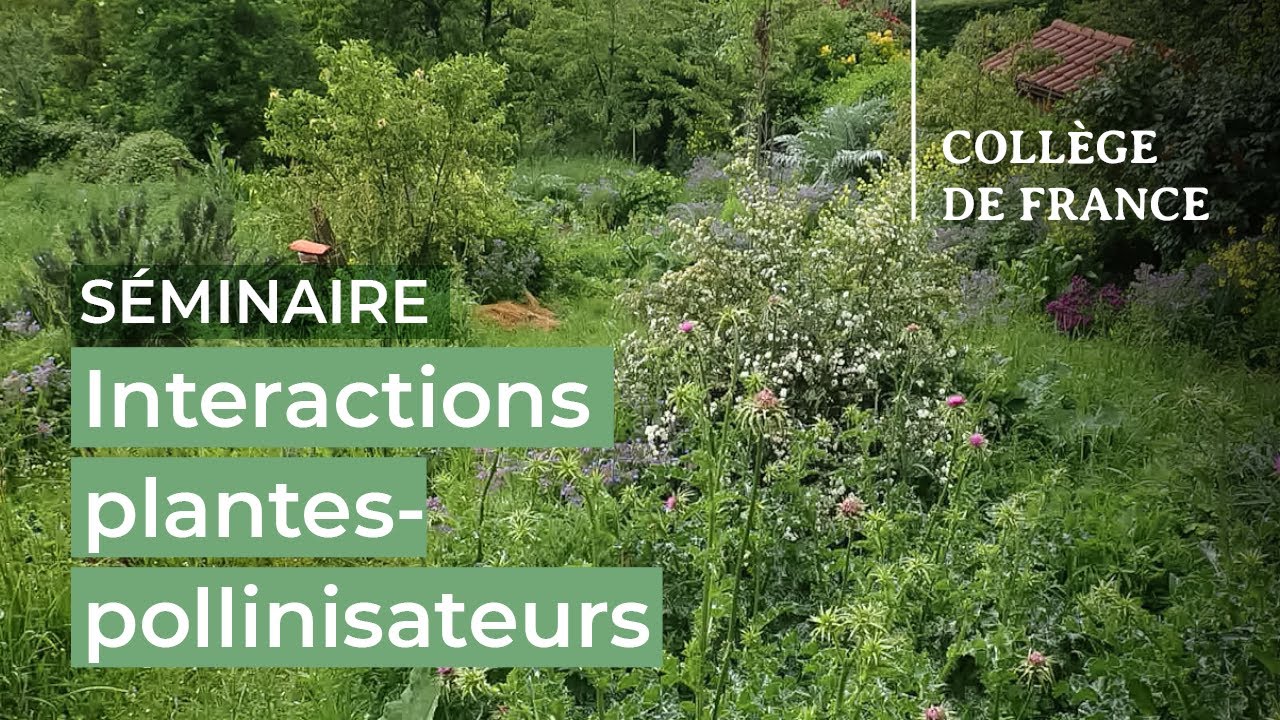Interactions plantes-pollinisateurs : hier, aujourd’hui et demain (15) - E. Porcher (2023-2024)
