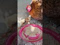 bendiciones en la granja