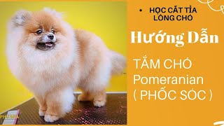 Học Cắt Tỉa Lông Chó - Cách Tắm Và Chải Lông Chó Pomeranian ( Phốc Sóc) | Phu Spa Grooming