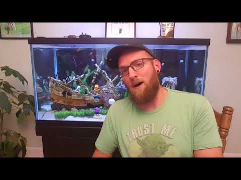 Video: Hoe Ich of Ick te genezen in Betta Fish