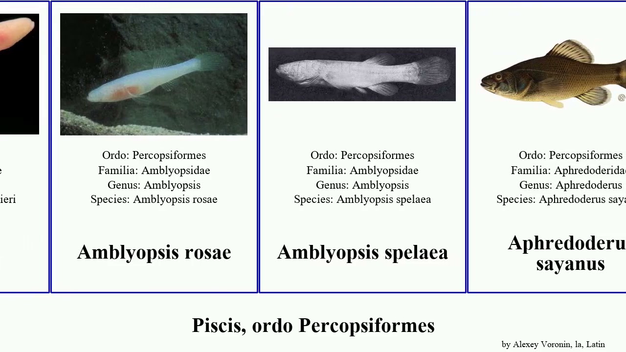 Piscis, ordo Percopsiformes fish agassizii rosae Amblyopsis Shuffle Speoplatyrhinus poulsoni Hot