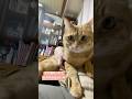 #shorts #猫shorts #catshorts #fyp #おすすめ #猫 #子猫 #cat #catlover #癒し #かわいい #猫のいる暮らし #猫好きさんと繋がりたい #癒しの猫時間