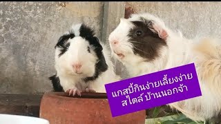 อาหารแกสบี้แบบบ้านนอก หาง่าย เลี้ยงง่าย #แกสบี้ #guineapig #กระต่าย #หนูตะเภา #หนูแฮมเตอร์