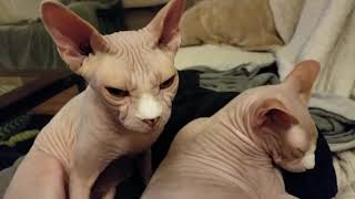 Grooming before bedtime by SphynxDaddy 8,505 views 4 years ago 2 minutes, 9 seconds