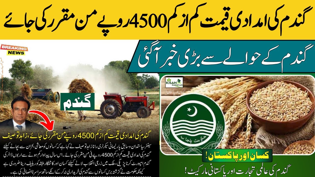 Today Wheat price in punjab | گندم کا ریٹ سال 2025 | Wheat Support ...