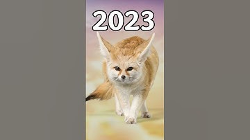 2023 Fennec fox vs 5000 bce Fennec fox