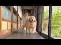 古民家で暮らしてみたら楽しそうすぎた豆柴とゴールデンレトリバーと2歳児