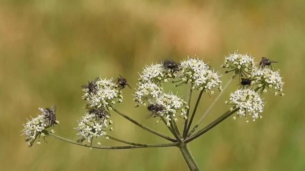 graue fleischfliegen auf wiesen-bärenklau