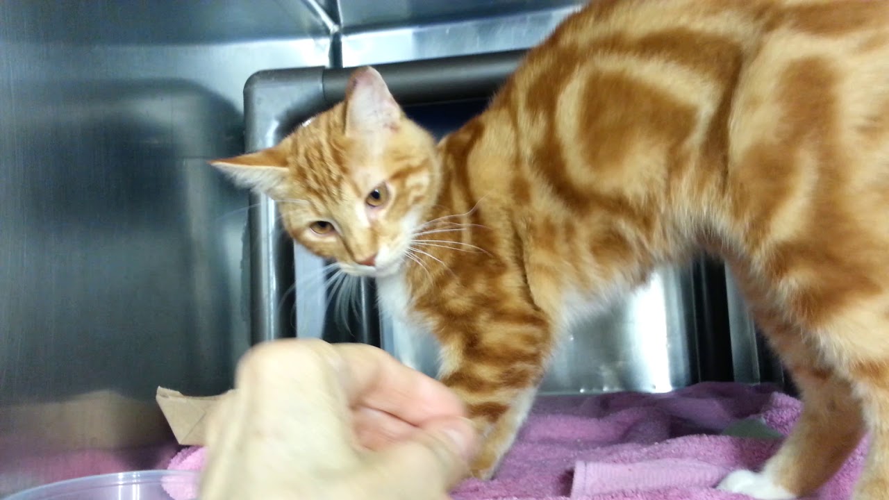 adopt cats long island Dorito 61601 - They don't get tastier than this guy! NYCACC