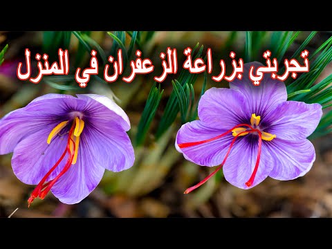 فيديو: الزعفران: زراعة زهرة الربيع والعناية بها