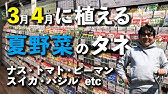 3月に種まき 苗植えできる野菜10選 実際に植えながら紹介します 初心者向け野菜づくりムービー Youtube 3月に種まき 苗植えできる野菜10選 実際に植えながら紹介します 初心者向け野菜づくりムービー Youtube