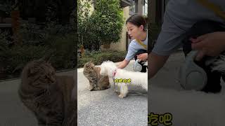 狗子也会学人碰瓷儿？#动物#萌宠#宠物#animals#funny#cute