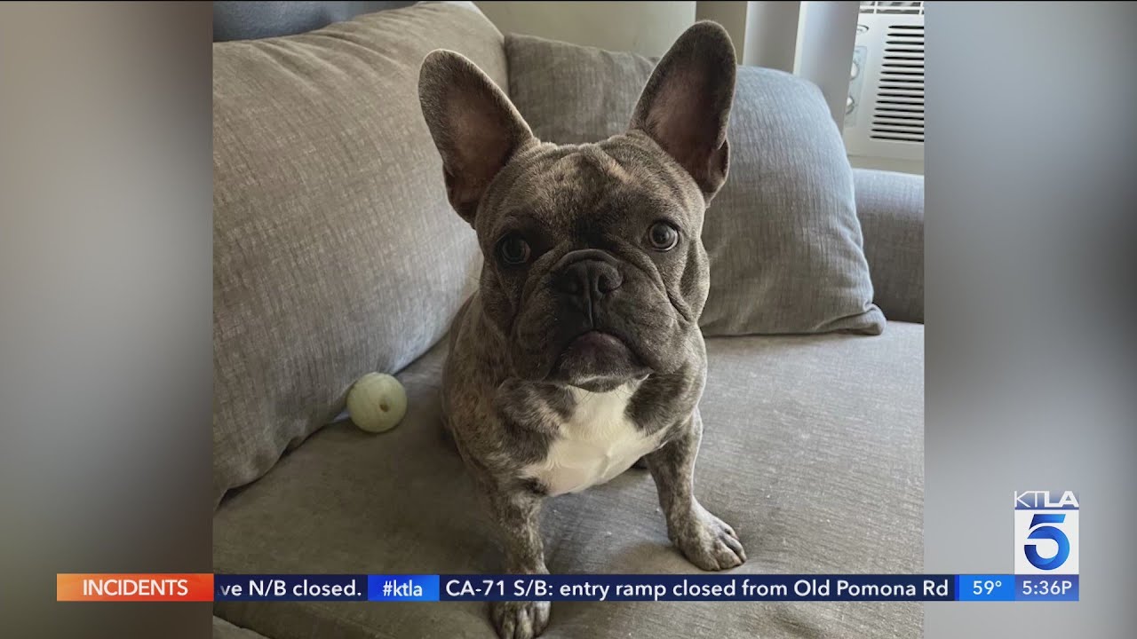 Family seeks return of French bulldog stolen at gunpoint in Pico ...