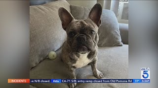 Family seeks return of French bulldog stolen at gunpoint in Pico-Robertson