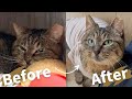 【総集編】ずっと外で暮らしてた地域猫がおうちの子になるまでの半年間の成長記録