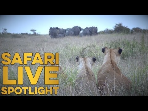 wildearth coupon Pandemonium on the plains as the Owino Pride take on black rhino and a herd of elephants!