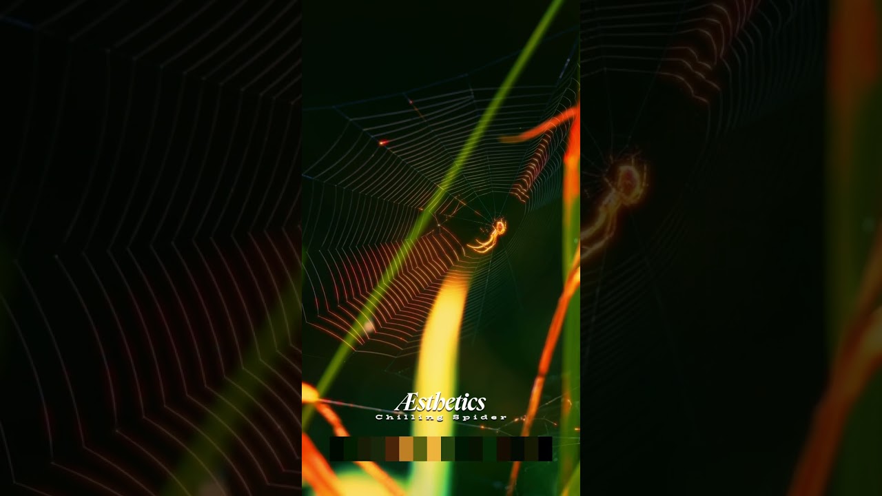 Æsthetics - Chilling Spider 