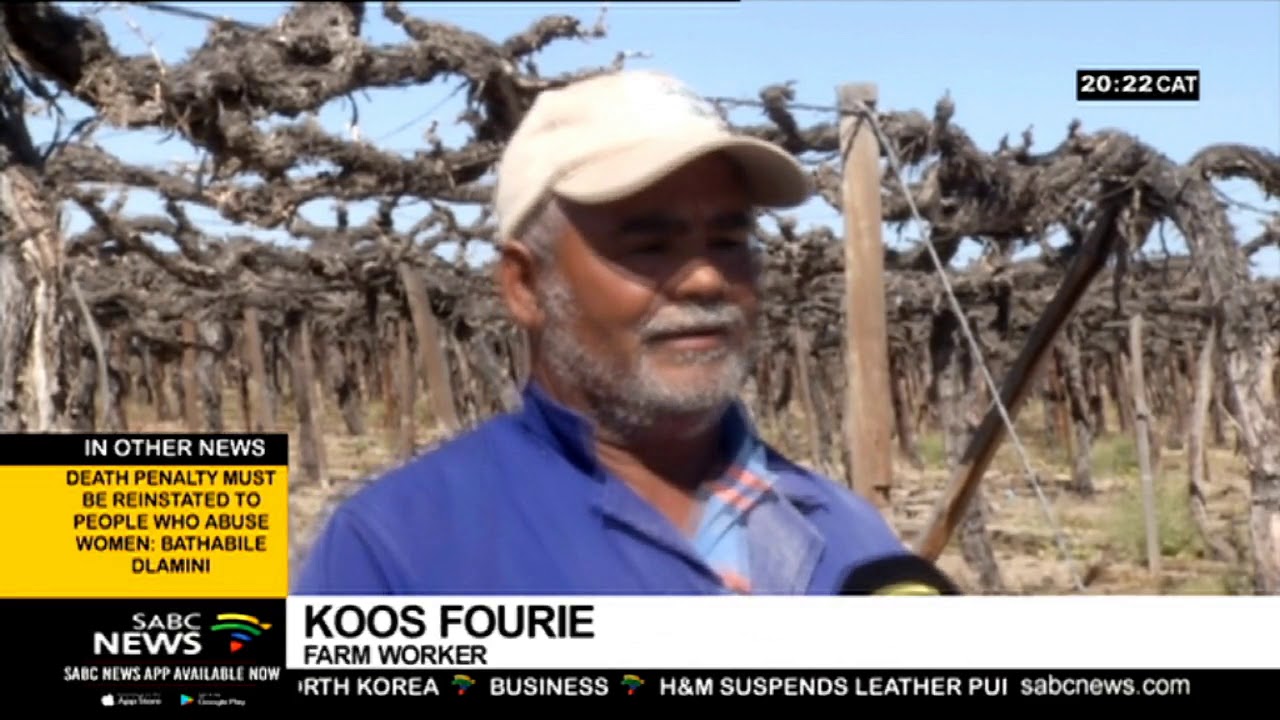 Springtime in Calitzdorp brings new hope for wine industry