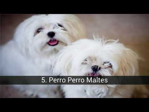 Video: Welk Hondenras Is Geschikt Voor Mensen Met Allergieën?
