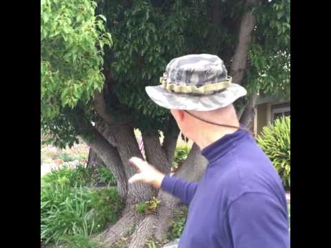 Wideo: Dbanie o drzewo kamforowe - jak uprawiać drzewa kamforowe w krajobrazie