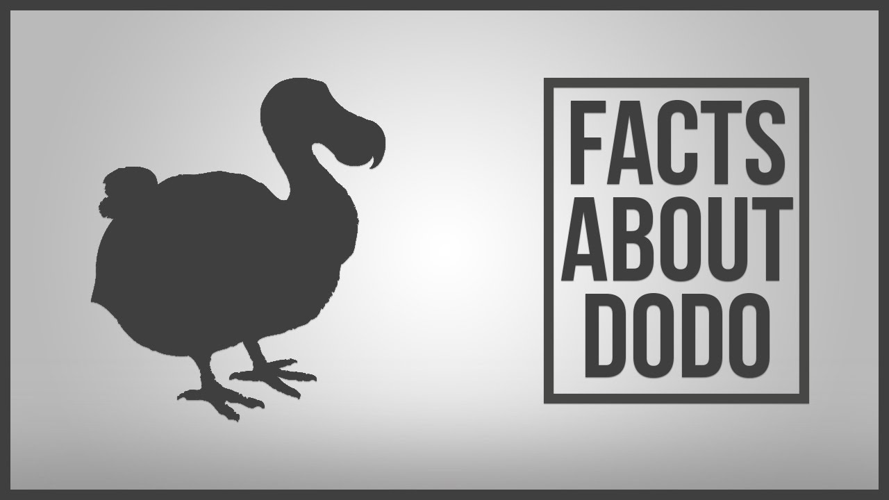 fun facts about dodo birds