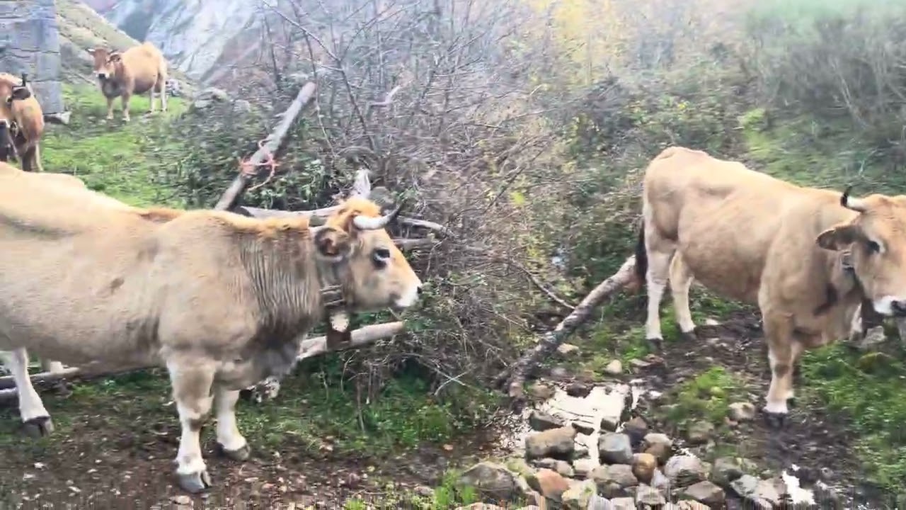 A los ignorantes de los cencerros. La Chispa y yo os contamos como es la realidad. 